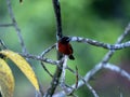 The Crimson-backed Tanager, Ramphocelus dimidiatus sits on a vÃâºtviÃÂce and searches for food. Columbia